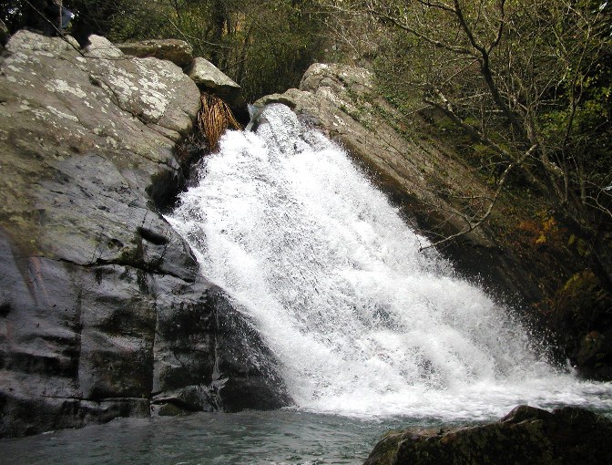 COLA_CABALLO.JPG (143943 bytes)
