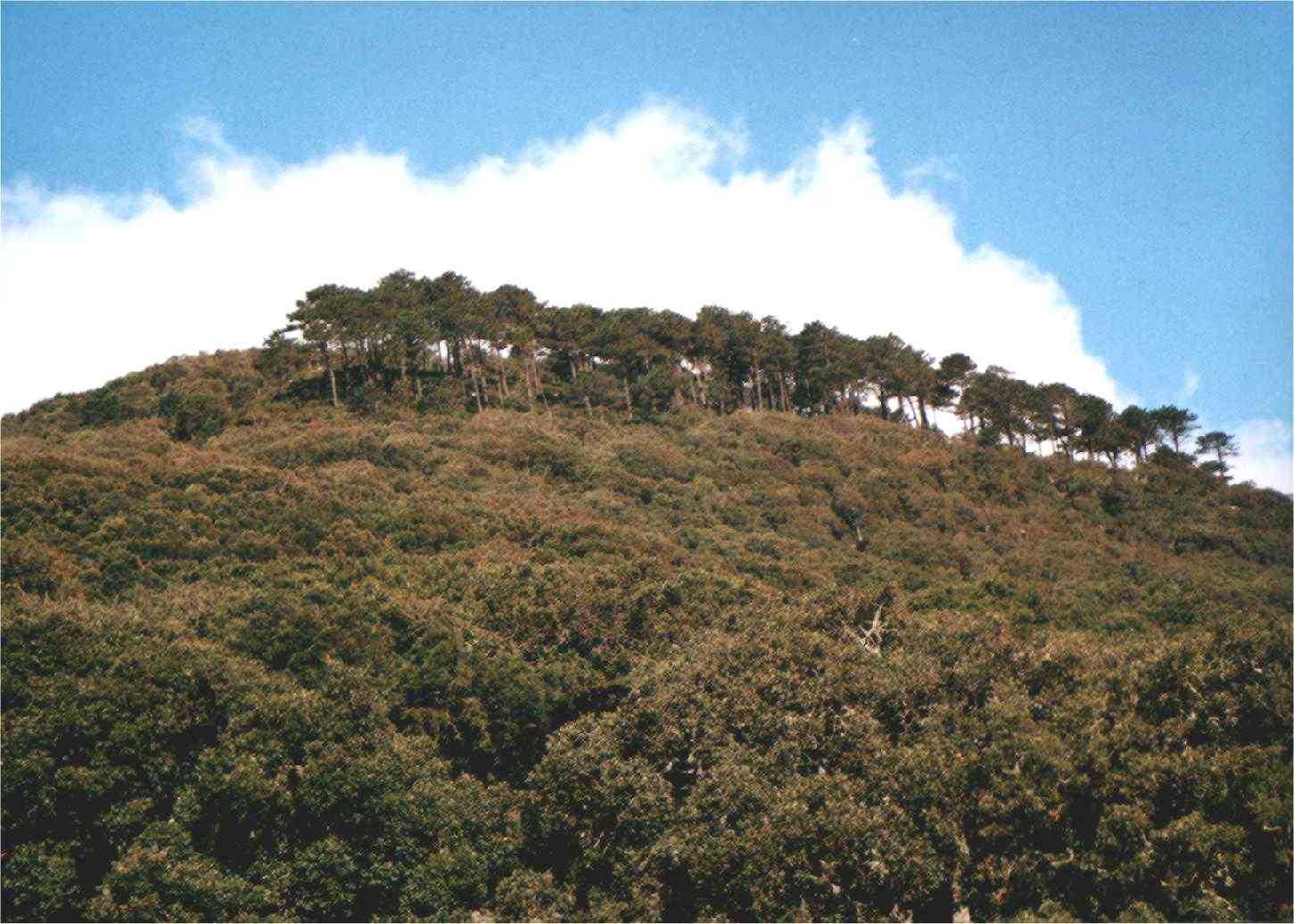 juncal.jpg (138017 bytes)